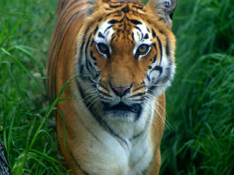 Nainital Zoo